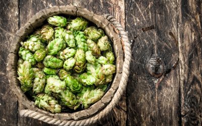 Hopfen und Strom: Agri-Photovoltaik bringt doppelte Ernte auf deutsche Felder