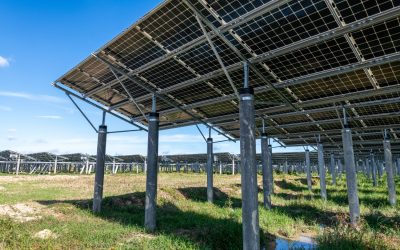 Strom von zwei Seiten: Bifaziale Solarmodule steigern Effizienz und Ertrag