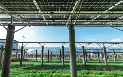 Solarstrom trifft Bio-Beeren: Fulda plant ersten Agri-Solarpark in Osthessen